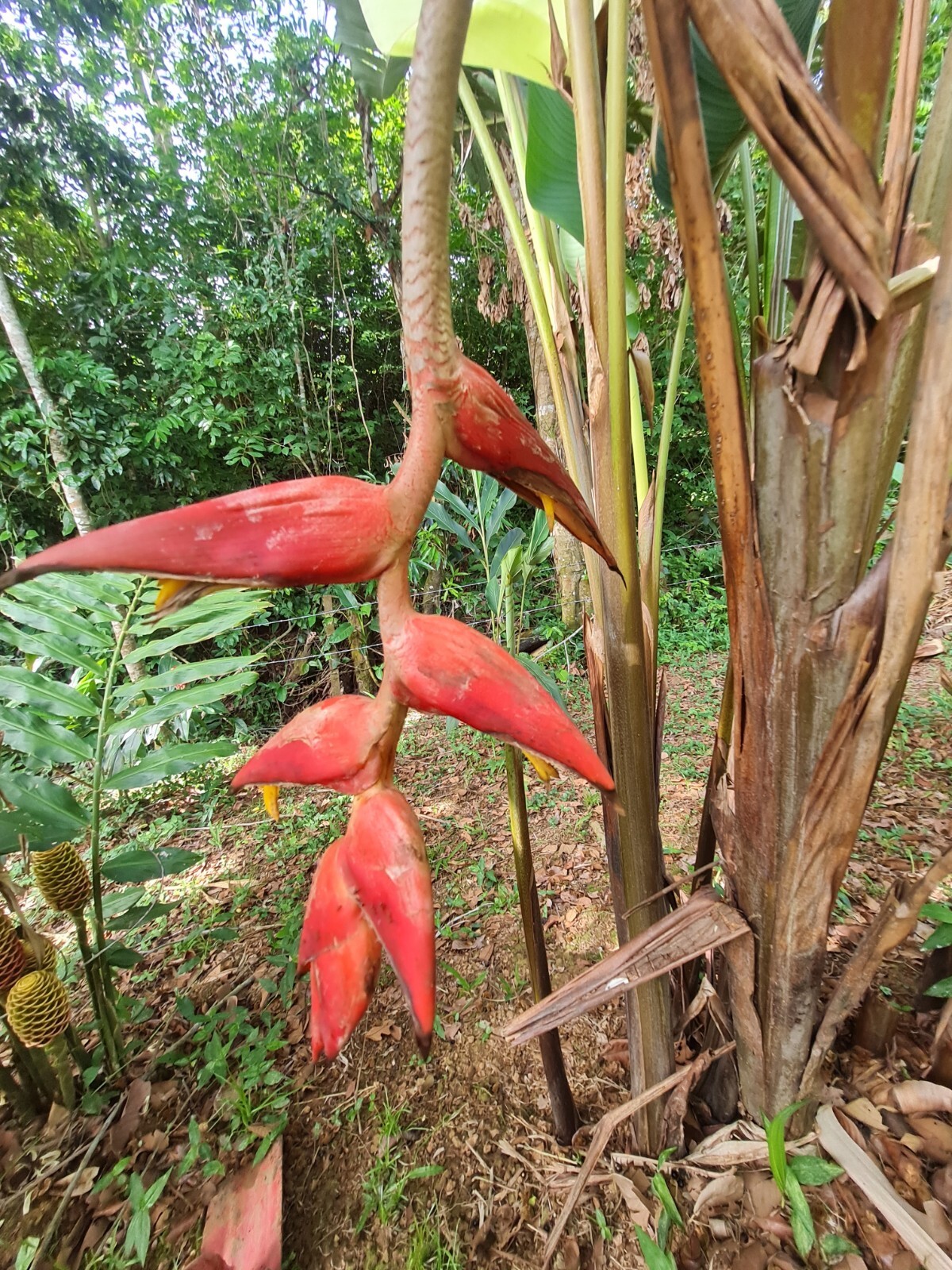 HELICONIA CURTISPHATA RED TWIST LIVE RHIZOME TROPICAL EXOTIC PLANT