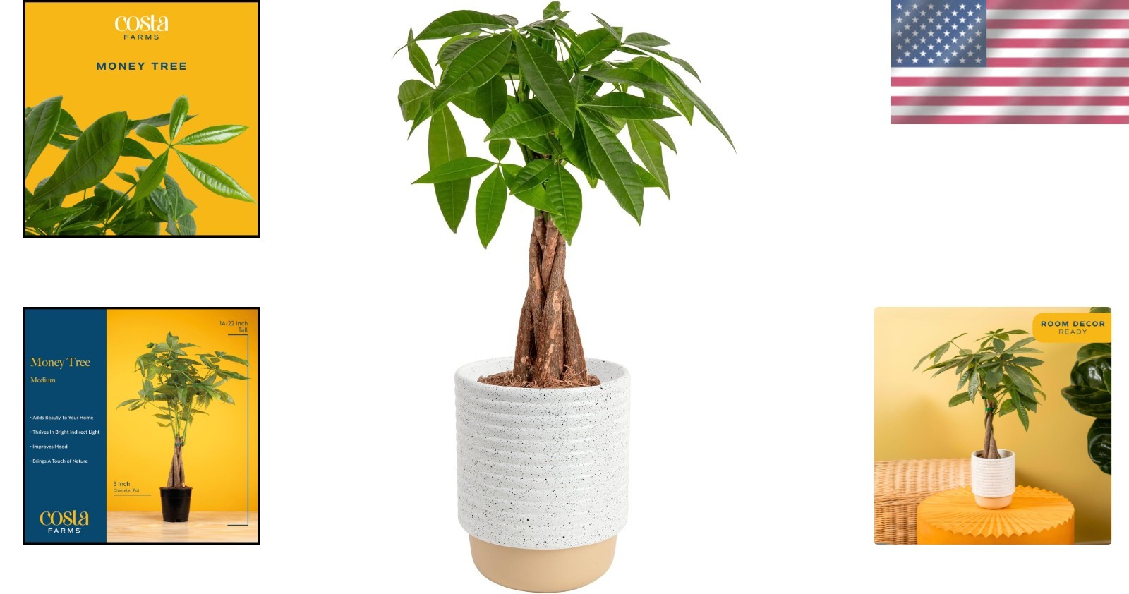 Live Money Tree Plant in Decorative Pot Indoor Air Purifying Braided Houseplant
