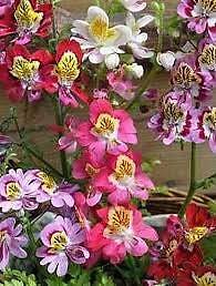 Mixed Butterfly Seeds ~ Angel Wings ~ Schianthus ~ Poor Man’s Orchid