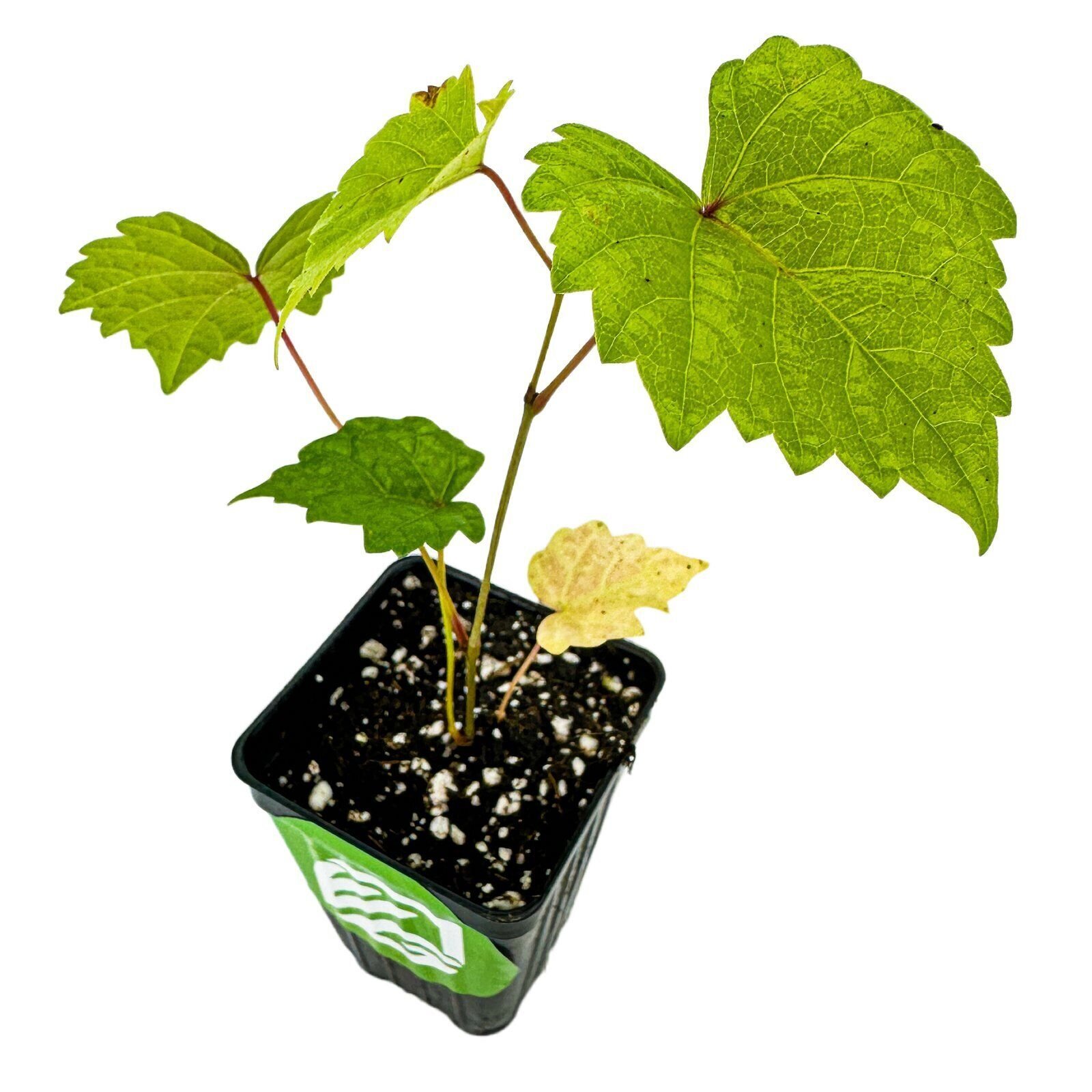 ‘Delicious’ Muscadine Grape Vine – Vitis rotundifolia – Live Plant