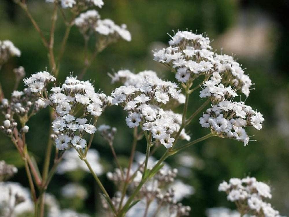 Baby’s Breath Flower Seeds, “COOL BEANS N SPROUTS” Brand. Home Gardening.