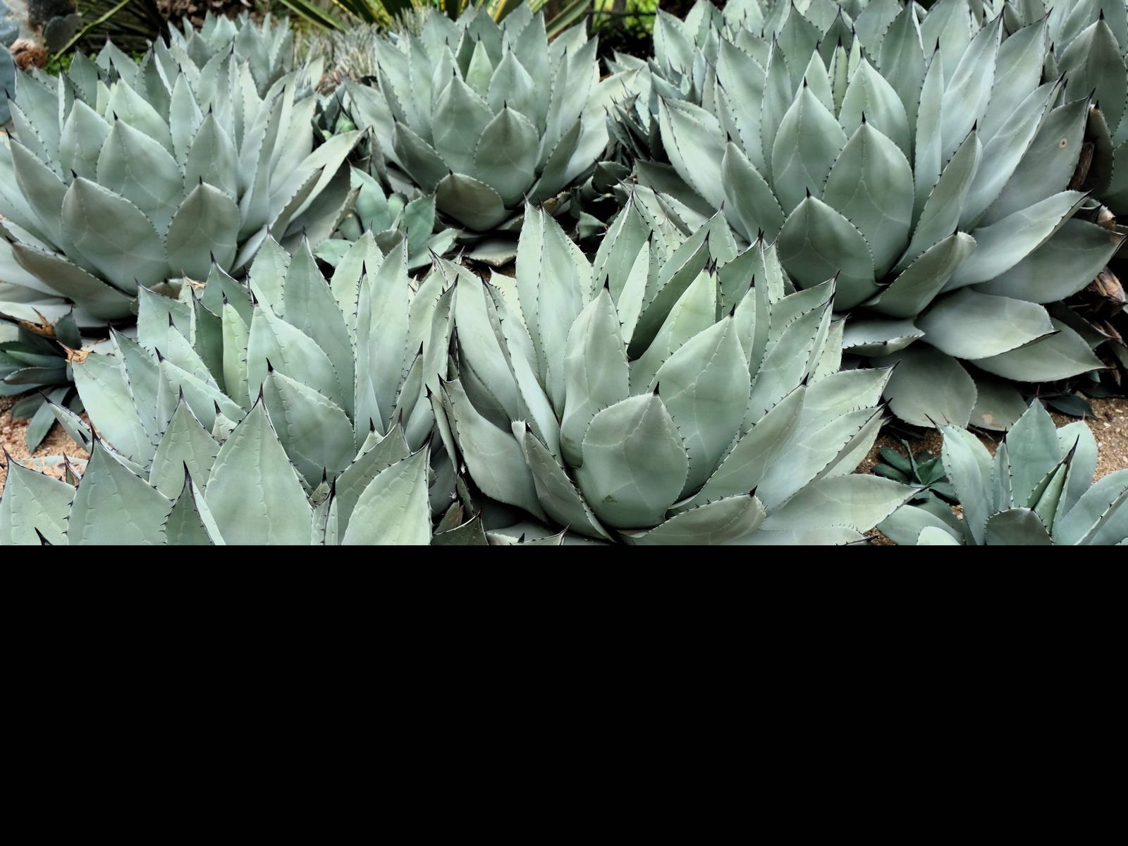5 ARTICHOKE AGAVE Parry’s Huachuca Parryi Huachucensis Succulent Cactus Seeds