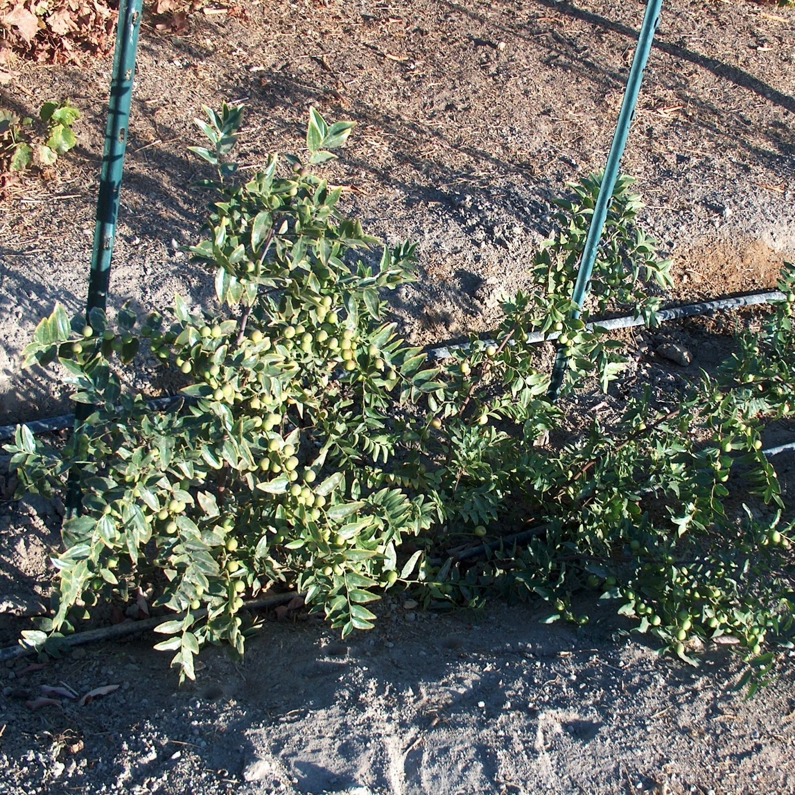 T582D (4) Sour Jujube Thin Cutting Rootstock Tree Plant For Scion-Wood Graft 酸枣仁