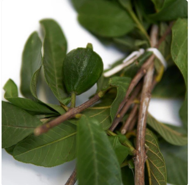 75 Organic GUAva Leaves from our Calif Farm. Hojas de Guayaba