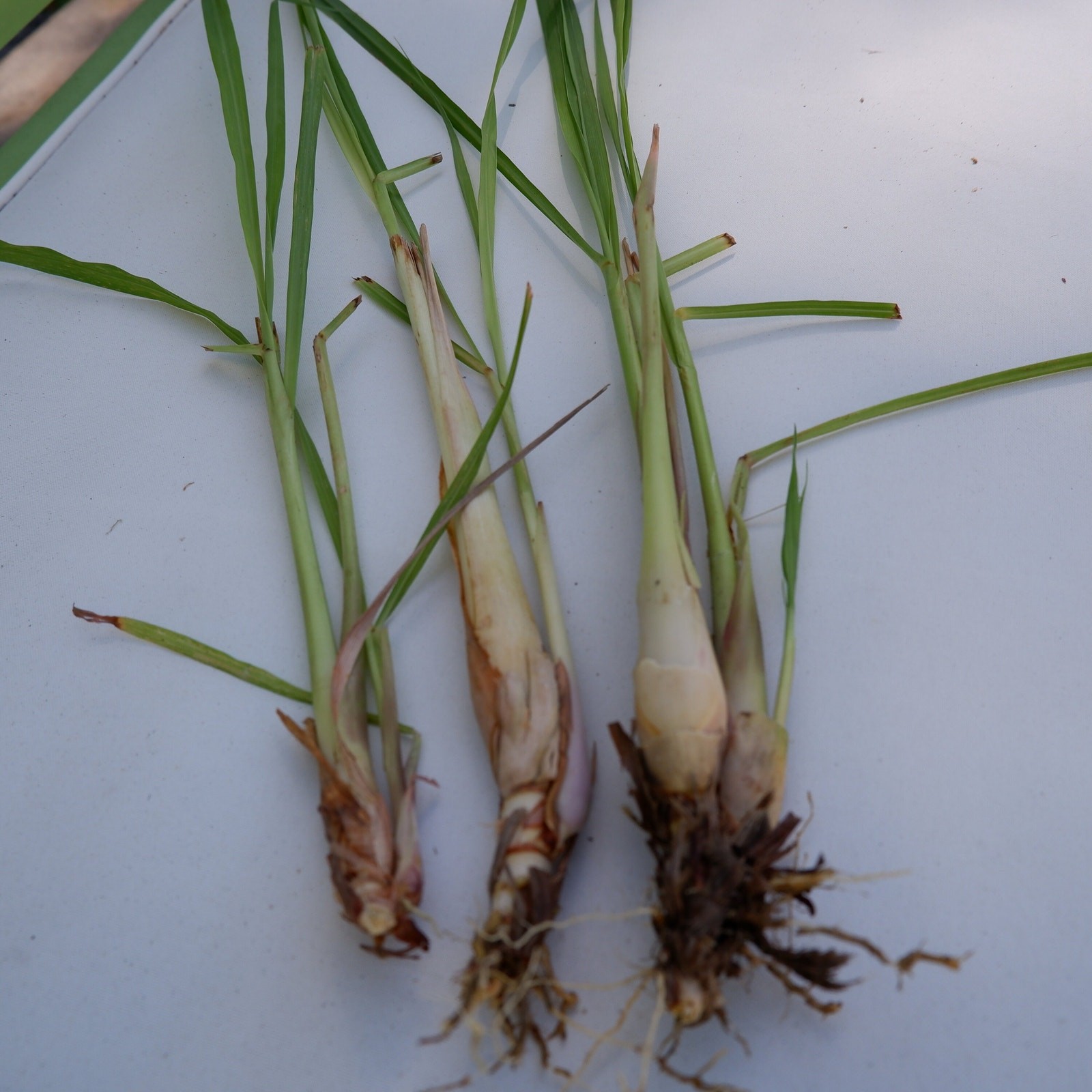 4 Live Rooted Lemongrass Organic Plant Stalks