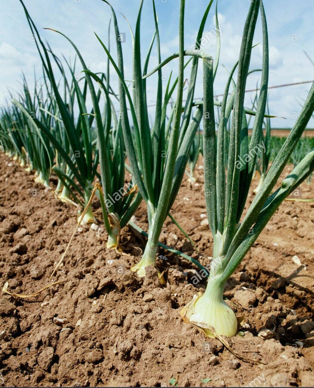 YELLOW SWEET SPANISH ONION 250 SEEDS FRESH FOR 2024 GARDENS
