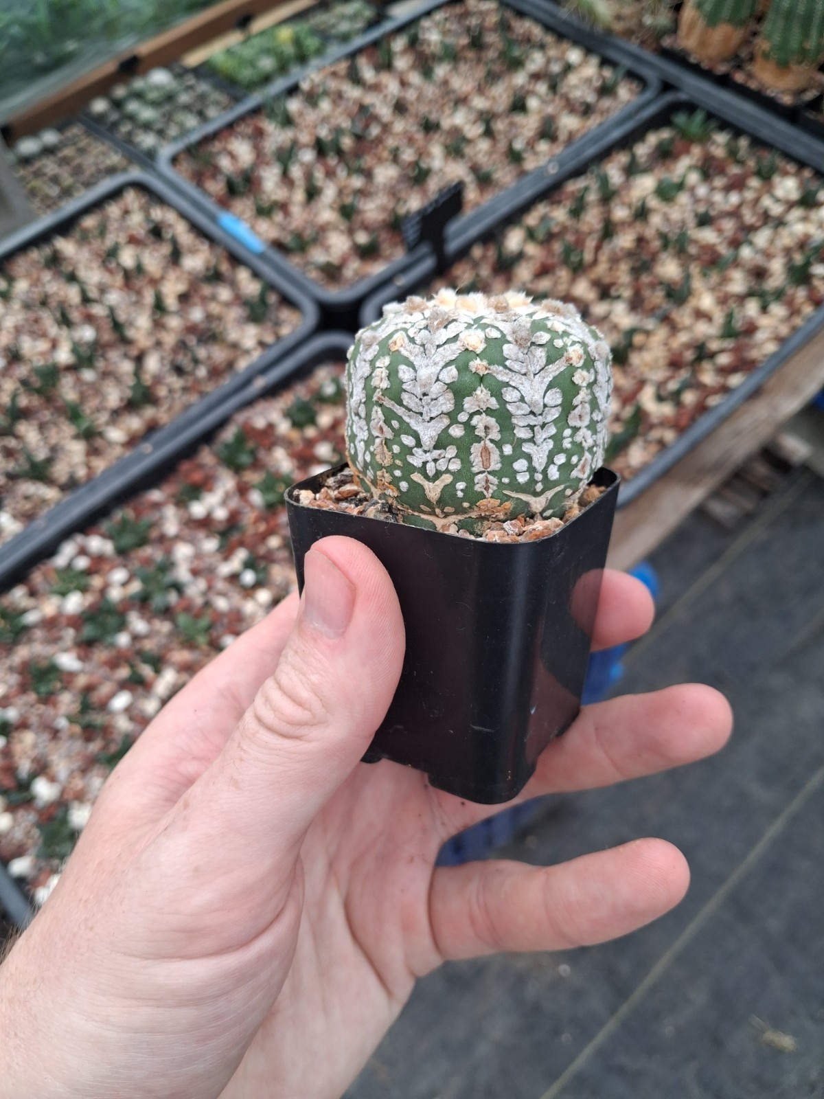 Astrophytum asterias cv. V-type US seller