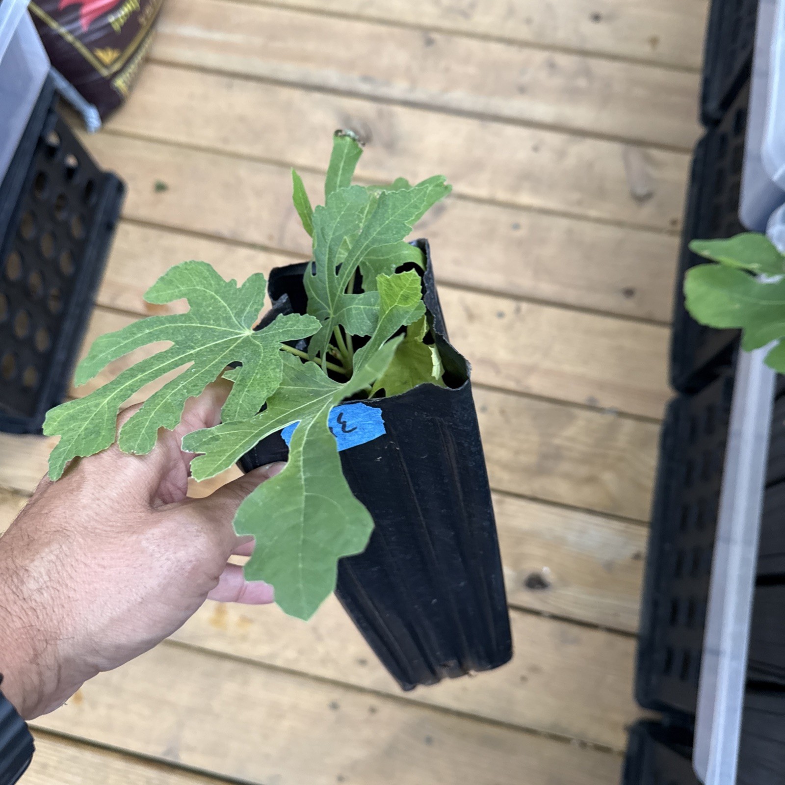 GE Neri Fig Tree