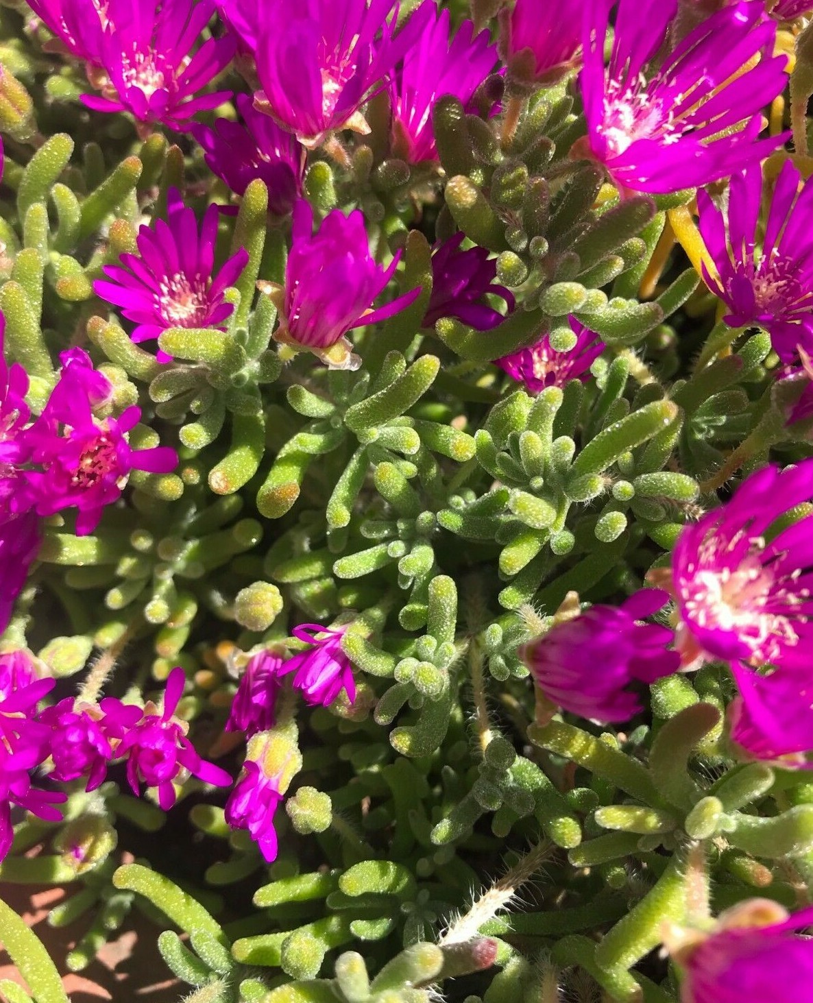 5 cuttings of Creeping Ice Plant Purple/Pink Ground Cover RARE Cactus Succulent