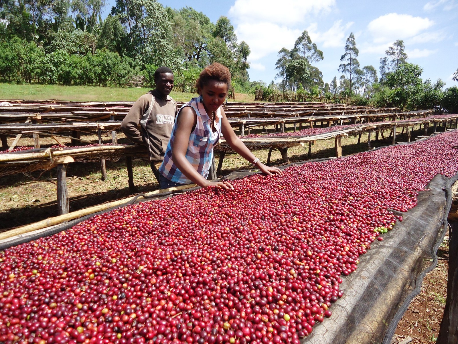 Ethiopian Harrar Queen City Coffee Bean Tree Seeds (25) / RARE