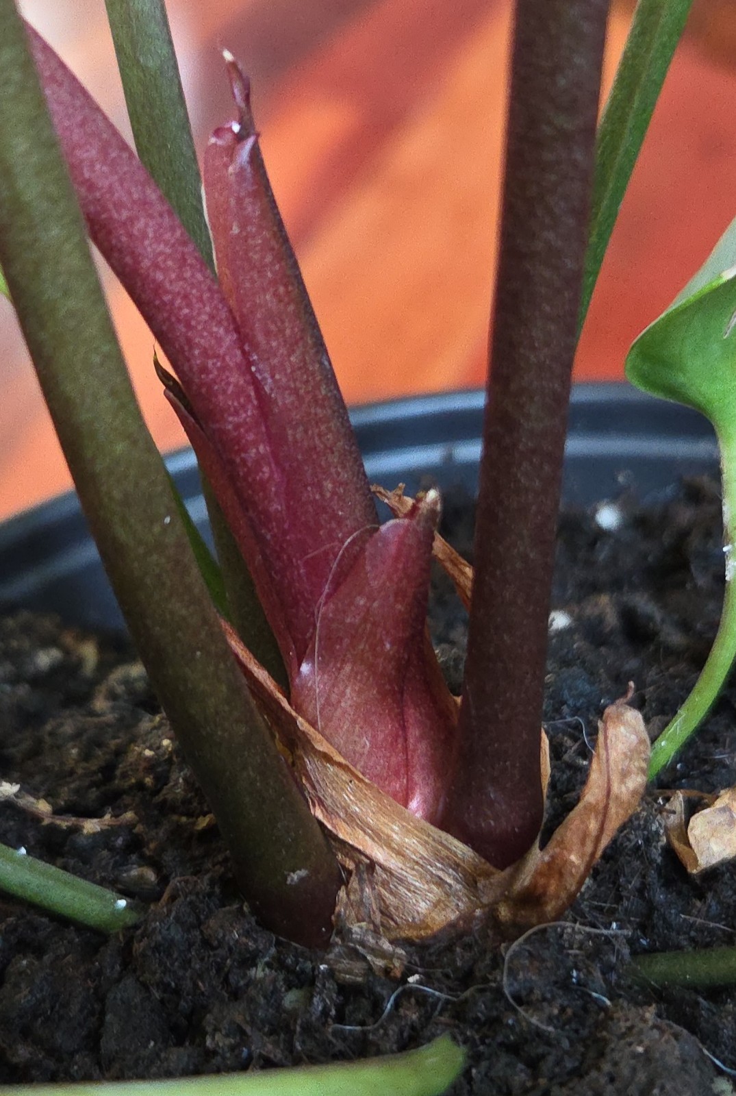 Rare Anthurium Hookeri Variegated 21″ Tall 6″ Pot Not Monstera Philodendron