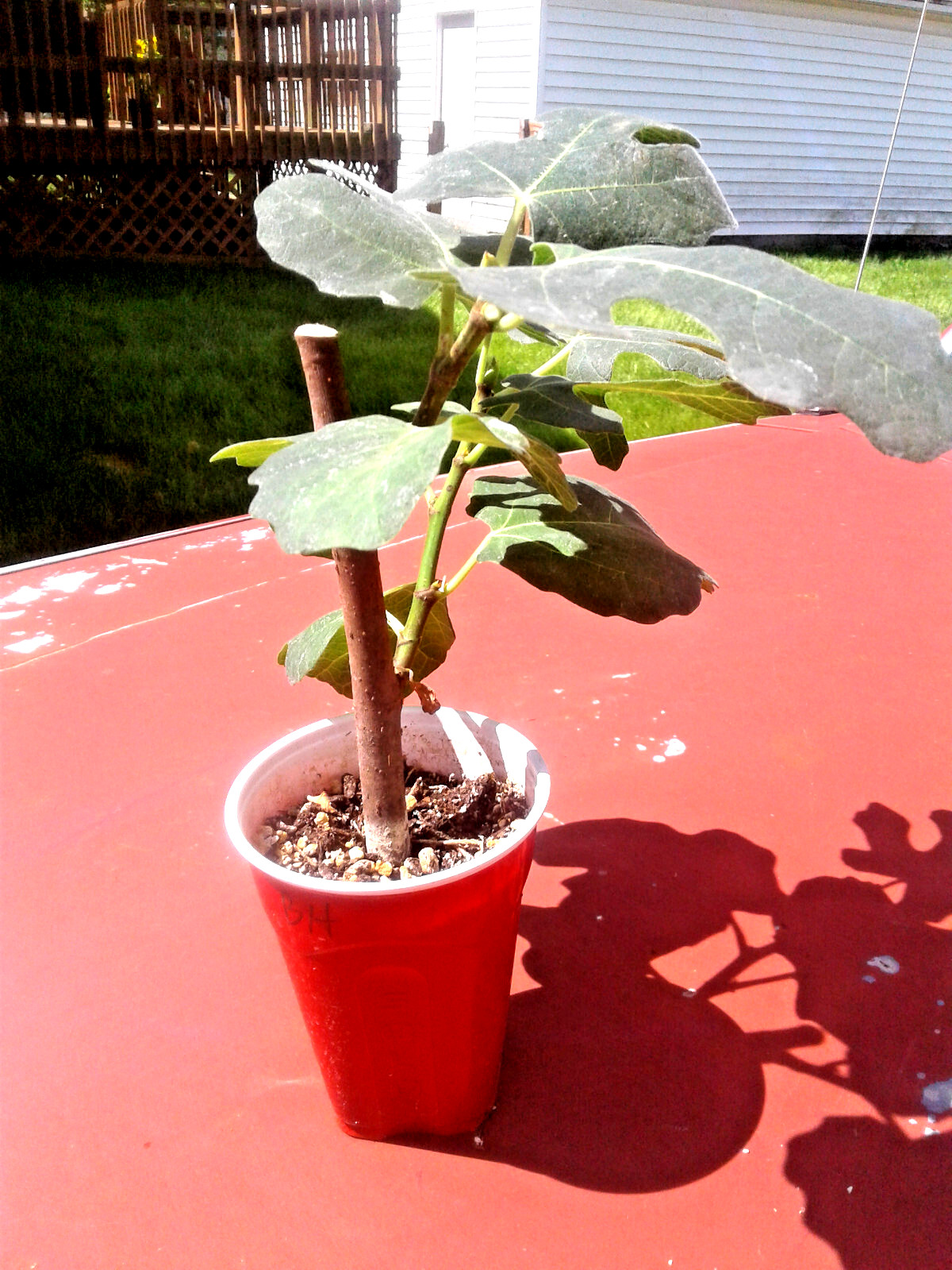 Black Malta Fig Tree: 1 Healthy Cultivar 8″to 12″ H. & 5″-9″ W. Ficus Carica