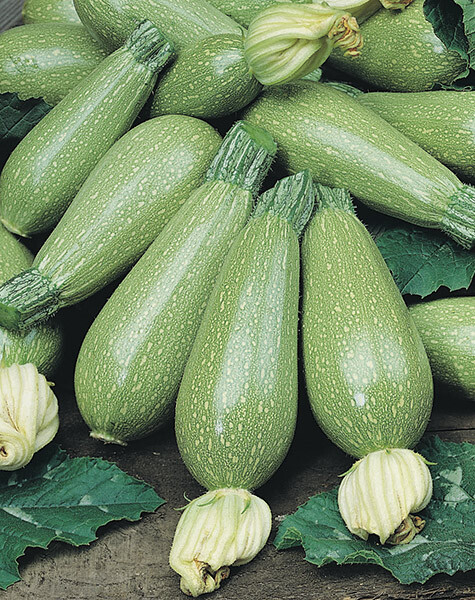 Grey Zucchini Summer Squash Seeds 15 Ct Gray Squash Vegetable USA FREE SHIPPING