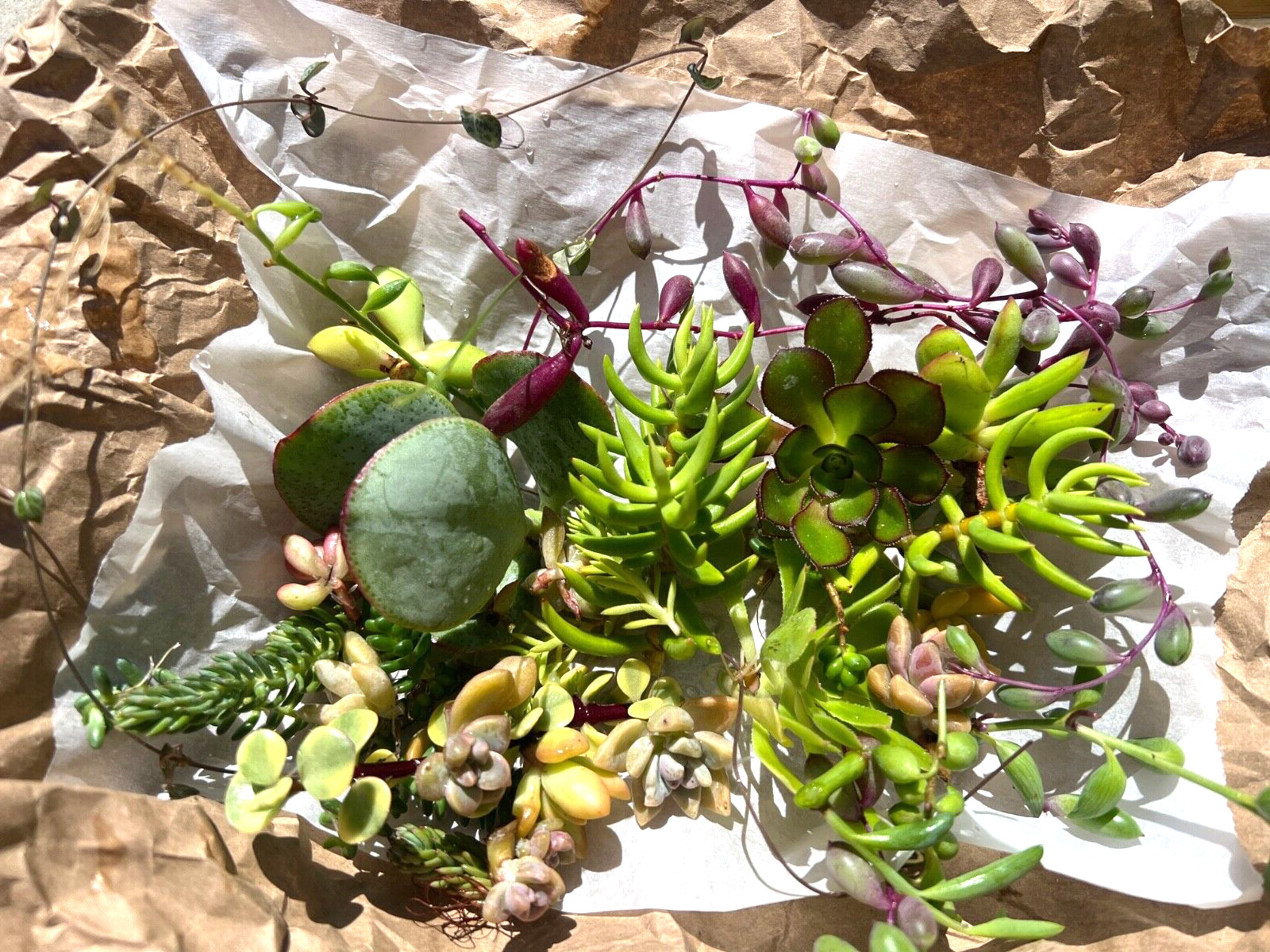 Cutting Succulents & 3 kind of String & 1 Extra Assorted Box Free Shipping