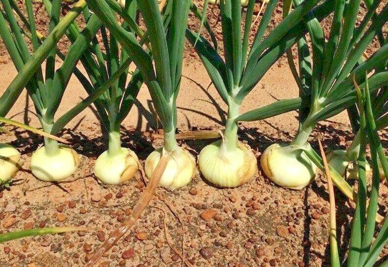 200+EARLY TEXAS GRANO ONION Seed Organic Short Day Spring Fall Vegetable Garden