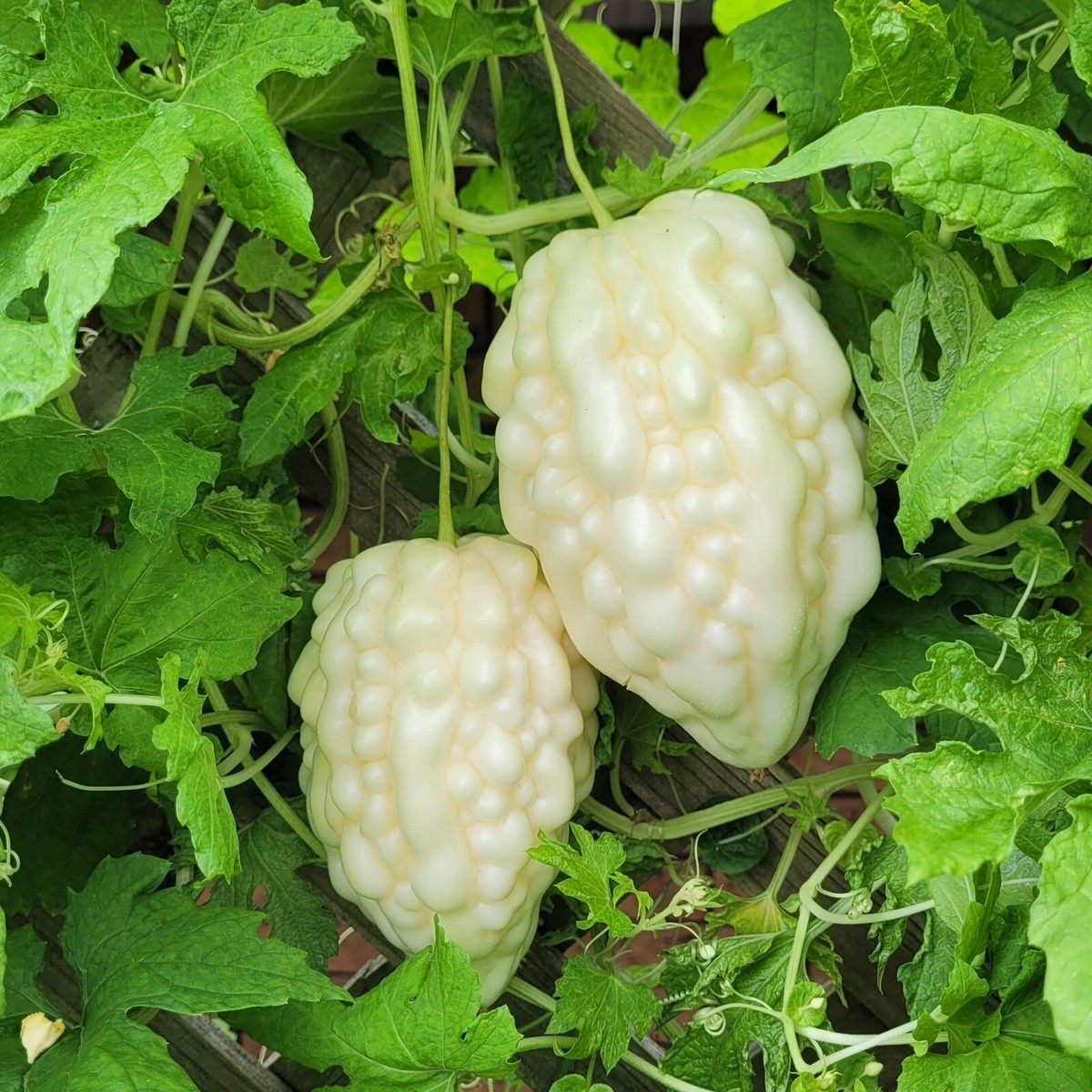 White Apple Bitter Melon Seeds (Momordica charantia) | Heart-Shaped White Karela