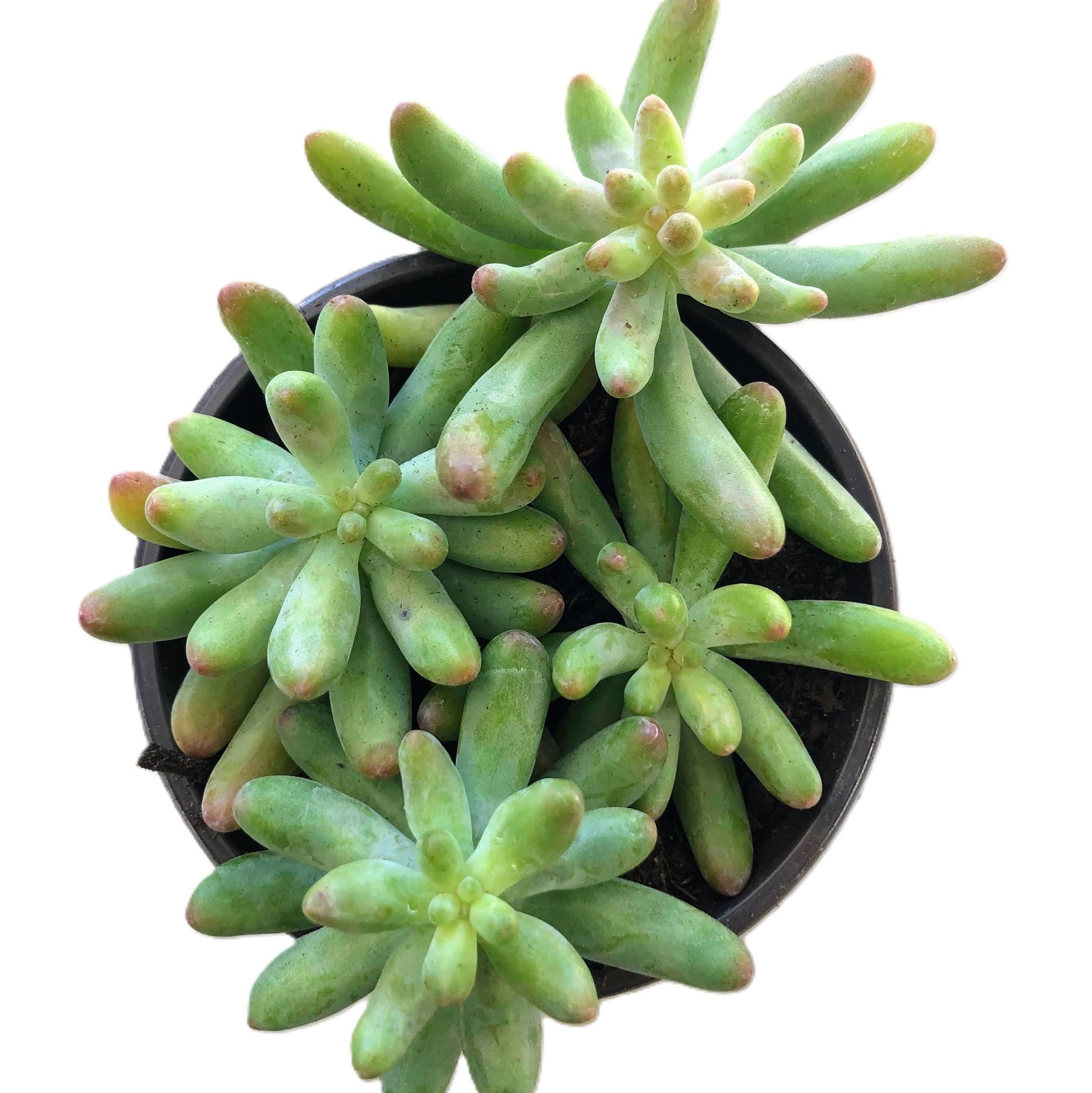 Sedum Blue Jelly Bean – Blue Green Bean Shaped Succulent | Rare Frosted Easy Car