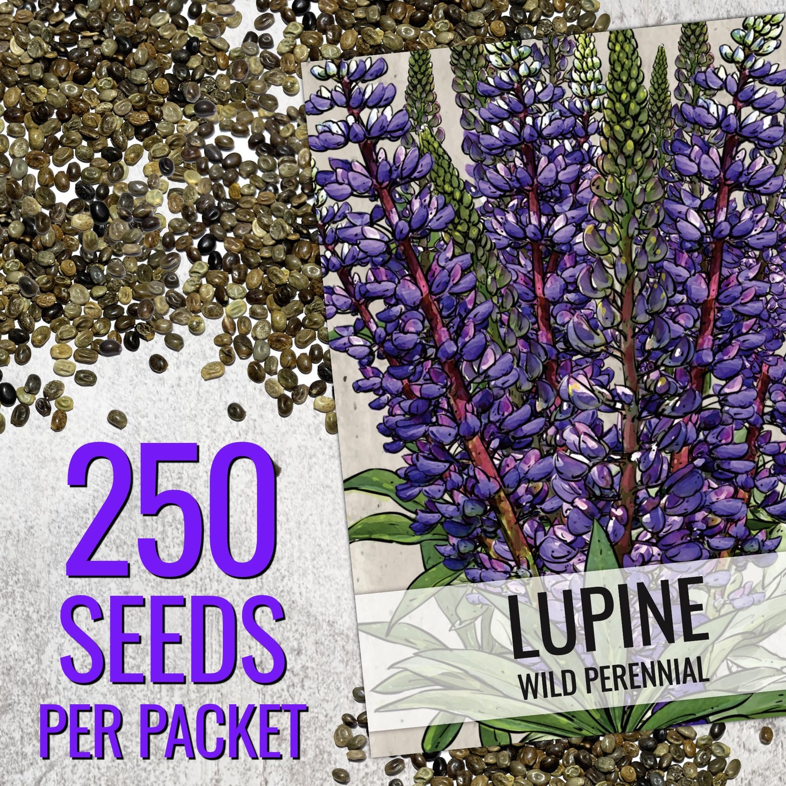 Seed Needs Wild Perennial Lupine Seeds for 1 Pack (250 Seeds), Indigo