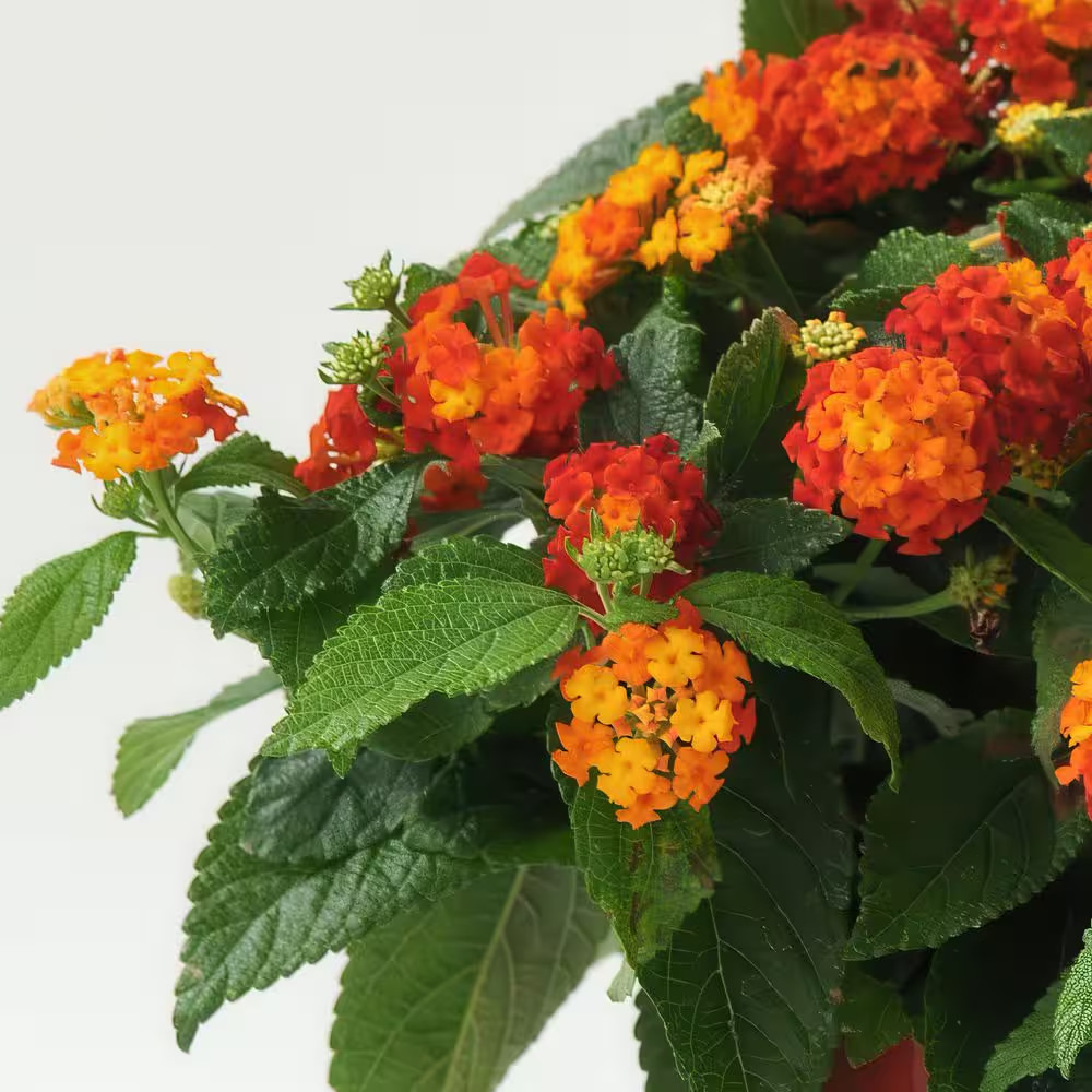 4 In. Lucky Red Bloom Lantana Plant (3-Piece)