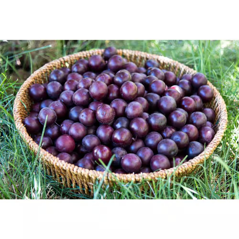 Double Cherry Twist Tree Bare Root