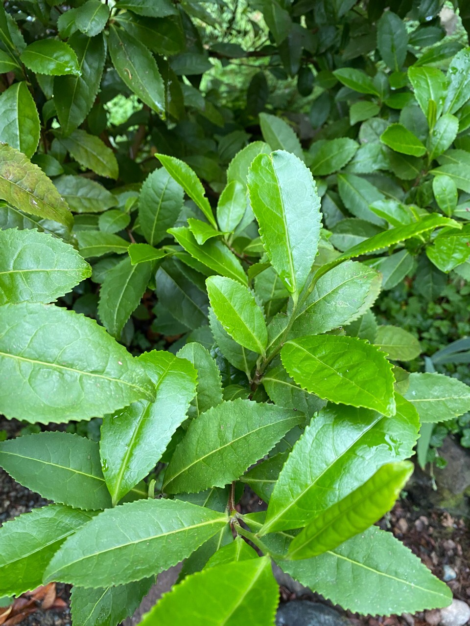 Camellia Sinensis Russian Sochi Tea Plant 6 Fresh Cuttings Cold Hardy to Zone 6b