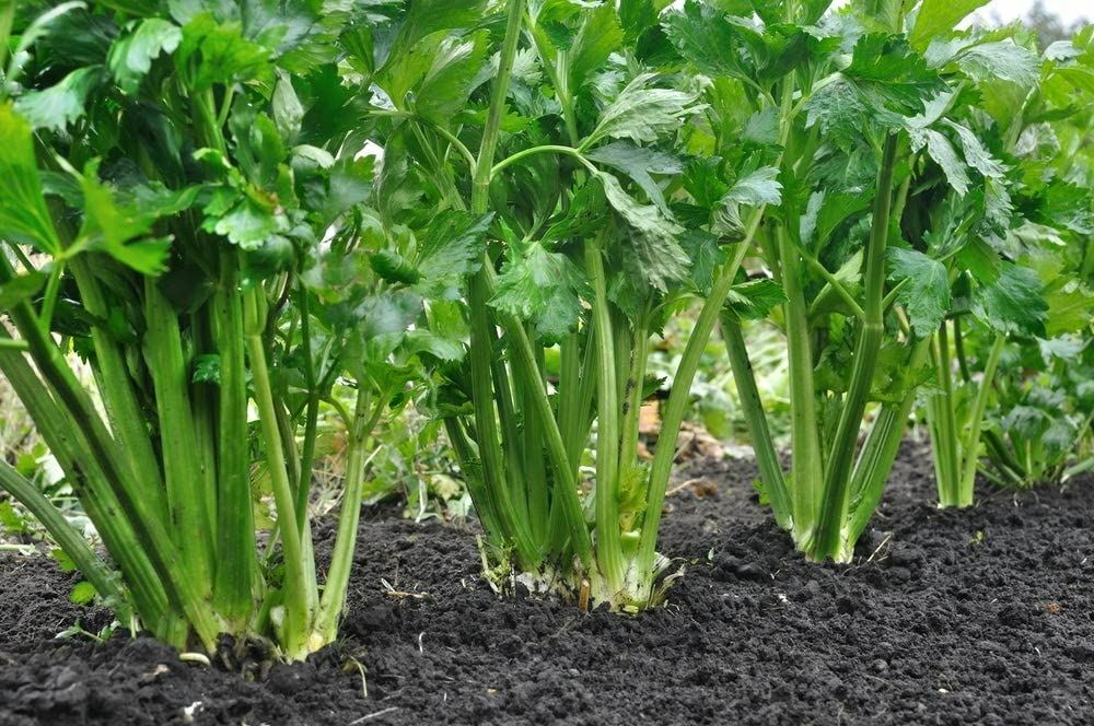Celery Seeds- Tendercrisp Celery Seeds ,”COOL BEANS N SPROUTS” Brand. Home Garde