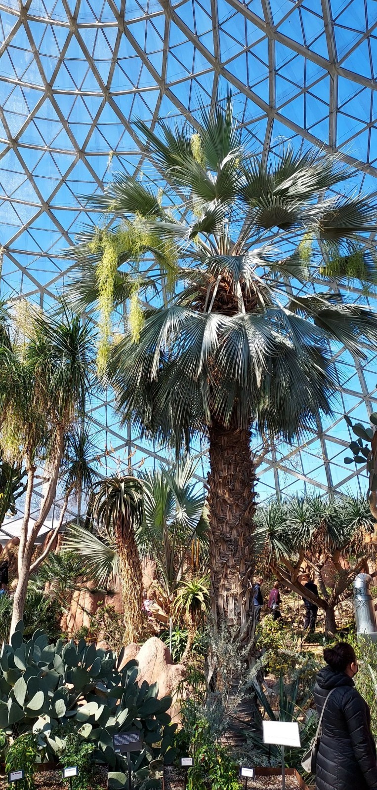 20 Mexican Blue Hesper Fan Palm Tree Seeds Grey Goddess Tropical Cold Hardy!
