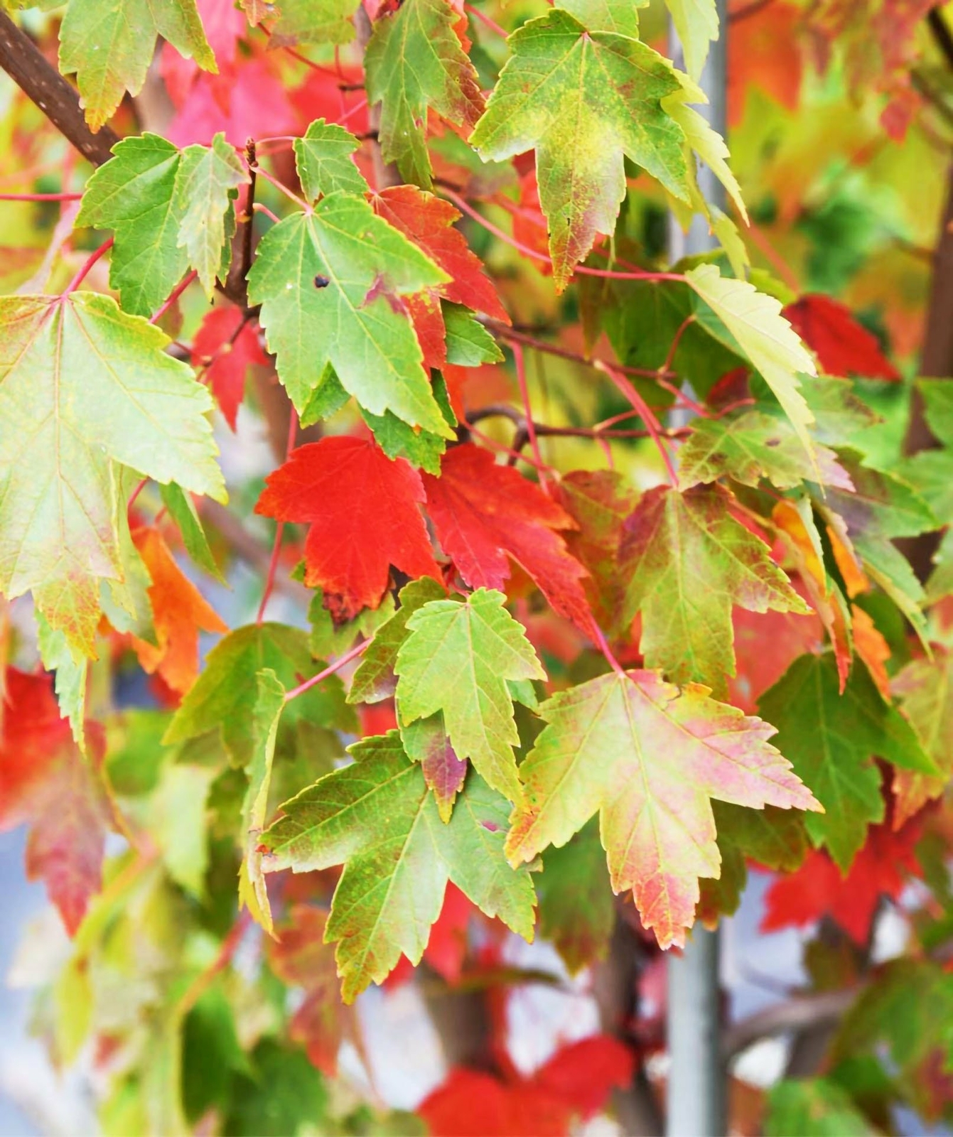 Sun Valley Red Maple Tree – Live Plant – 20-28″ Tall – Gallon Pot – Ships Potted