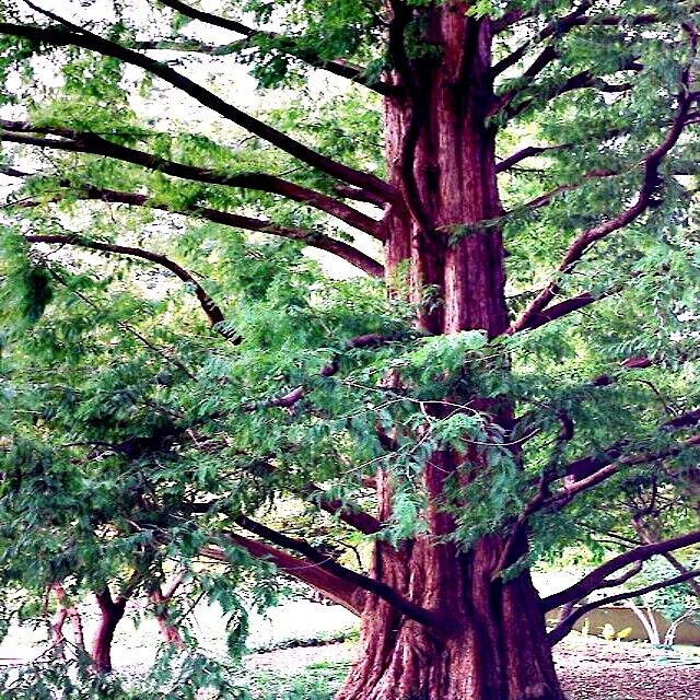 Dawn Redwood Tree Seeds (Metasequoia glyptostroboides) Fast Hardy Bonsai Plant
