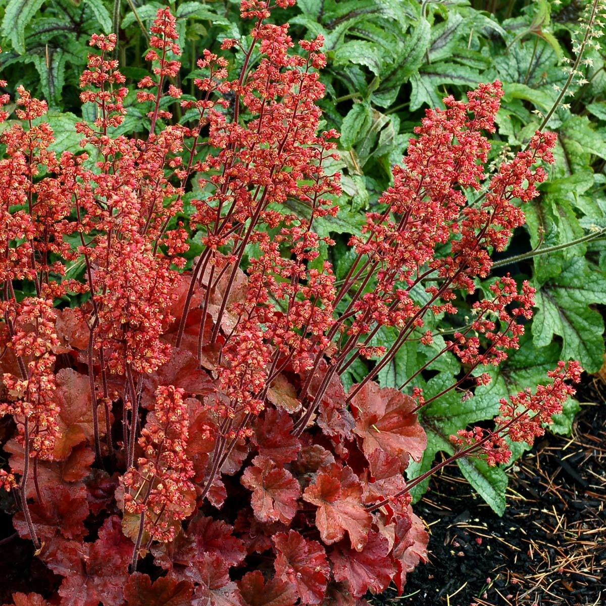 3 Mixed Heuchera, 3 pots, one plant per 3.5 inch pot