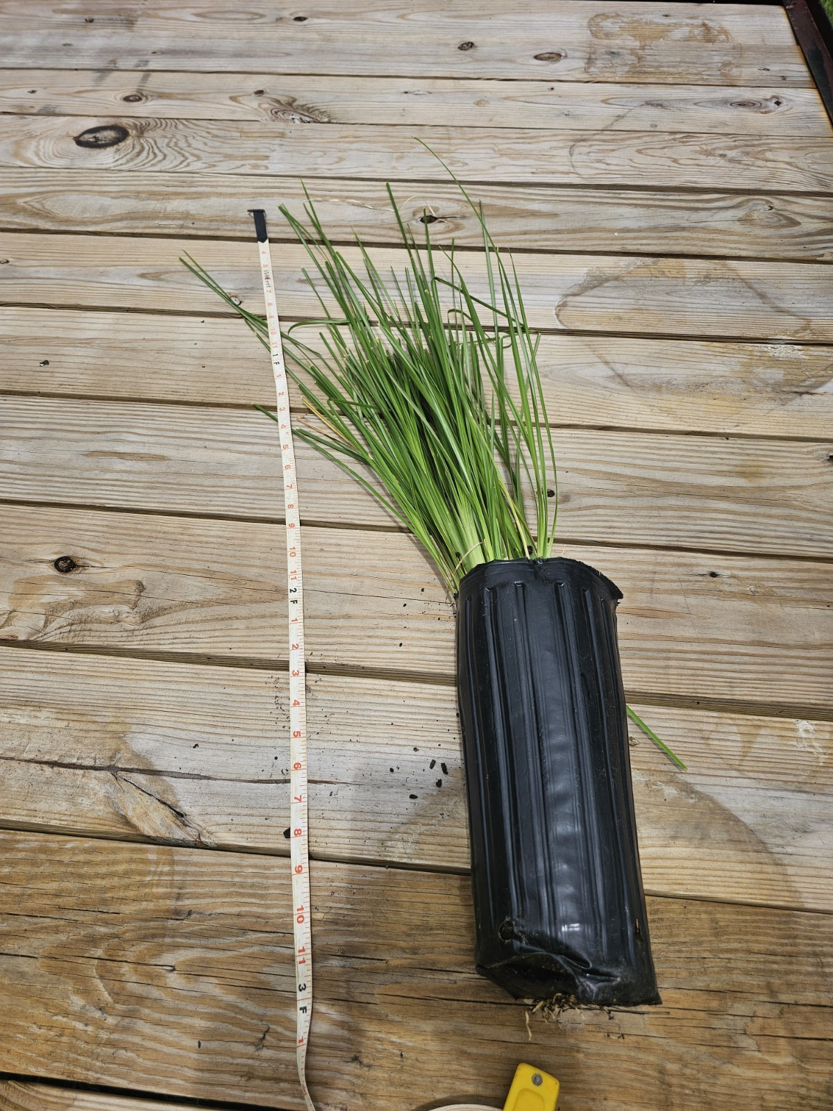 Vetiver live plant for EROSION CONTROL & Ornamental use