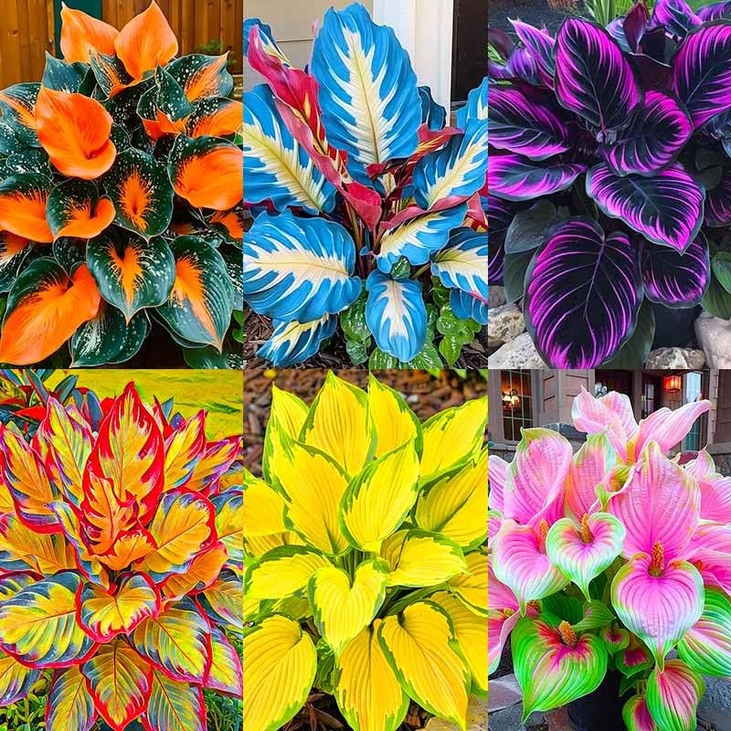 185+ Mixed Color Hosta Seeds for Planting Outdoors- Shade/Cold Tolerant blue