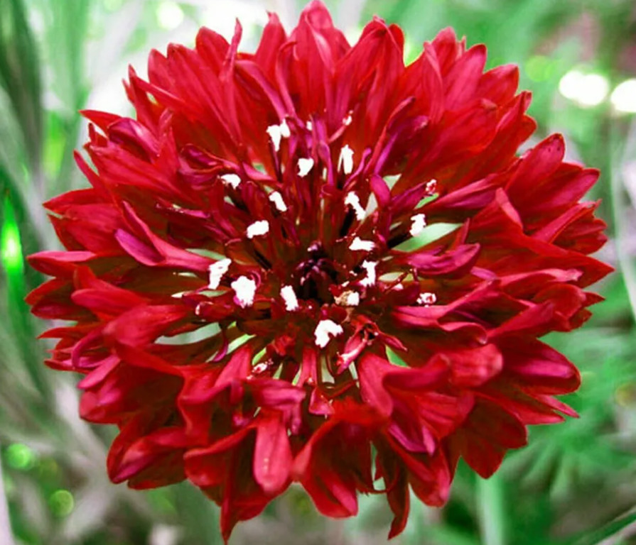 Landscaper’s Pack Cornflower Bachelor’s Button TALL MIX Non-GMO 1500 Seeds!