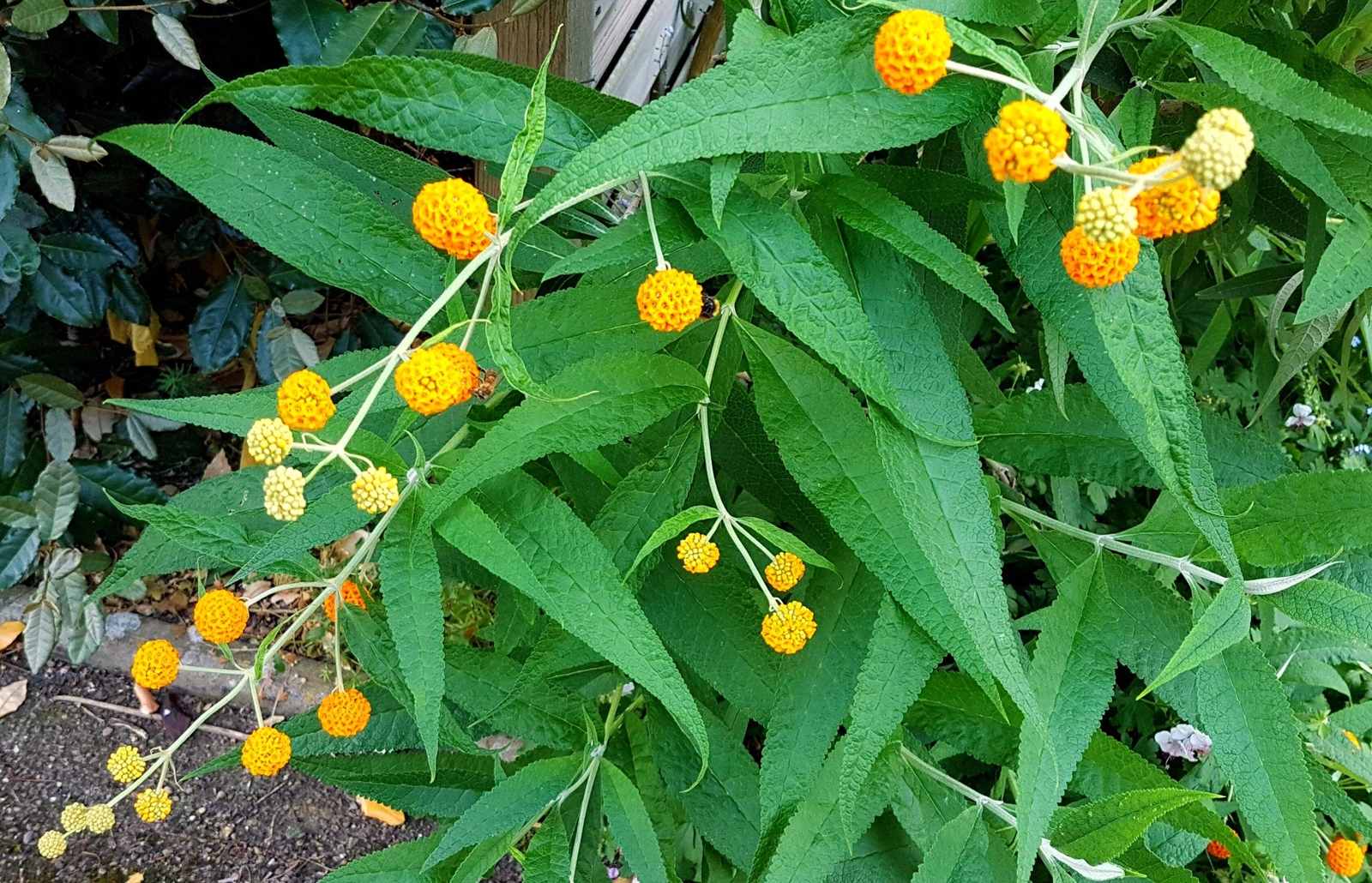 10 ORANGE BALL TREE / GOLDEN BUTTERFLY BUSH Buddleja Globosa Shrub Flower Seeds