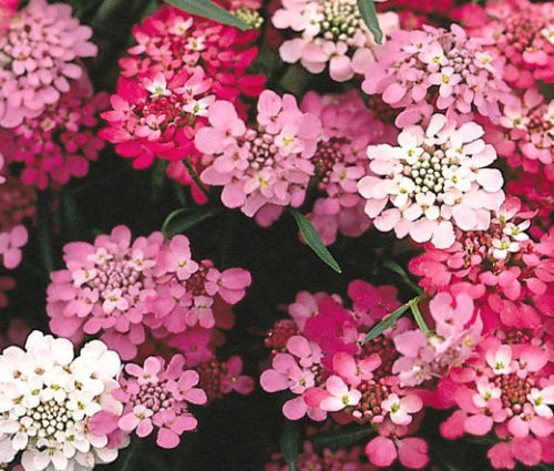 1000 CANDYTUFT Flower Seeds Iberis Umbellata Mixed Colors Ground Cover