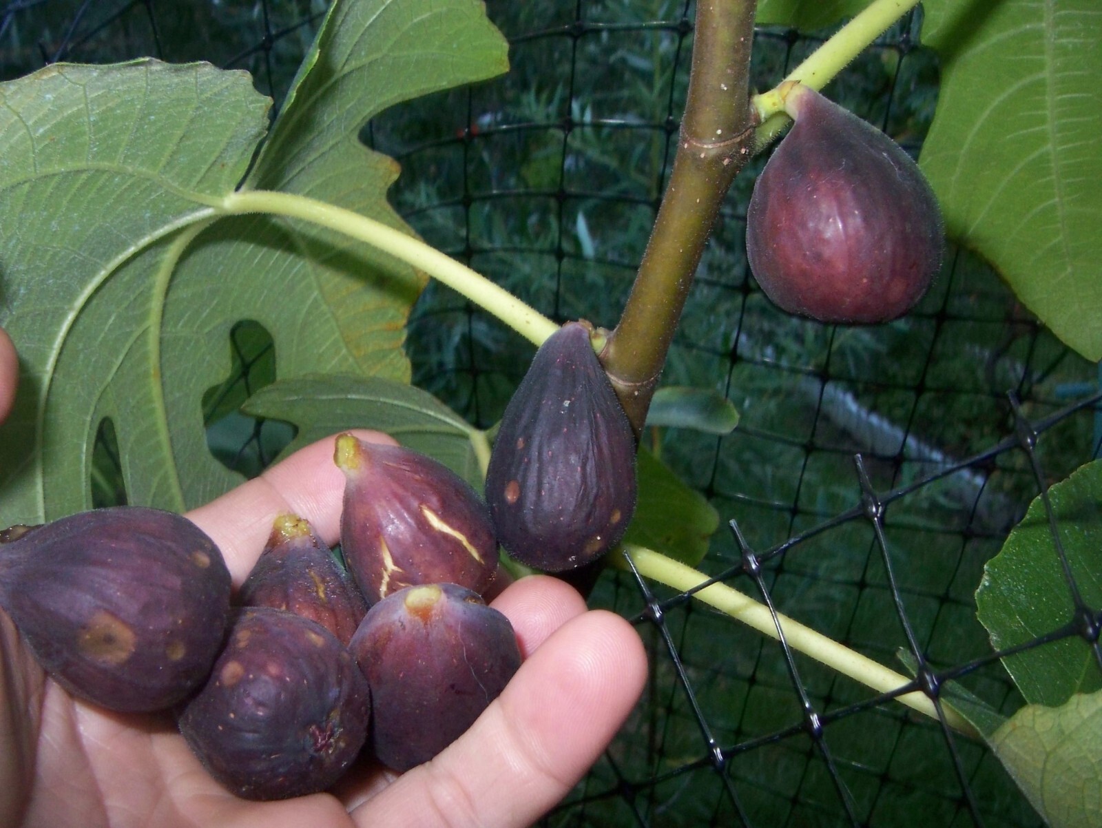 36-48″ tall Black Mission Fig Plant – Ficus carica tree