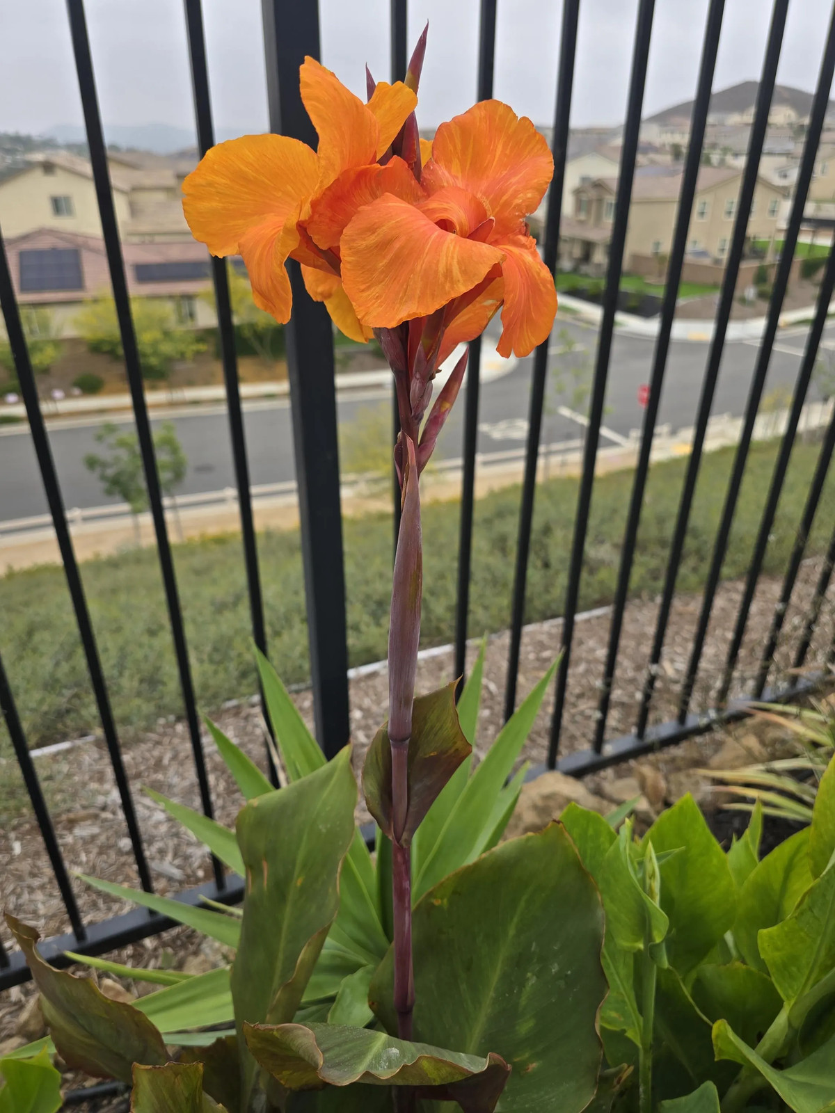 Canna Lily Wyoming Rhizomes – Orange Blooms, Burgundy Foliage – 2-Rhizomes