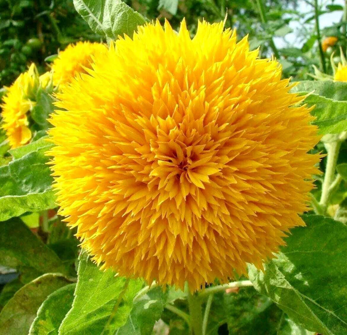 Double Tall Sungold Giant SunFlower 30 Fresh seeds Harvested in 2025~NonGMO