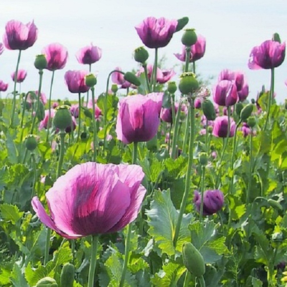 20,000 Hungarian Poppy Seeds Stratified Papaever Somniferum Import For Planting