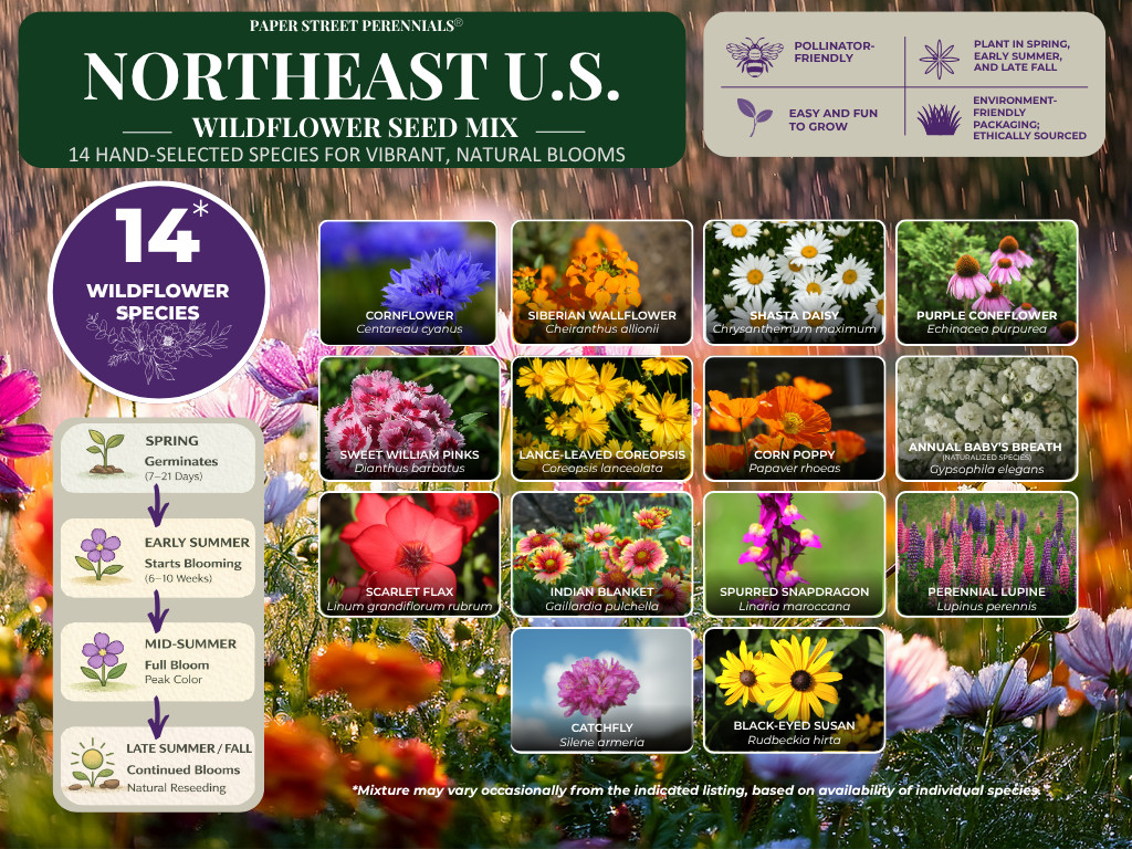 Maine Wildflower Seed Mix 1 lb Covers 2,000 Sq Ft Pollinator Garden Seeds