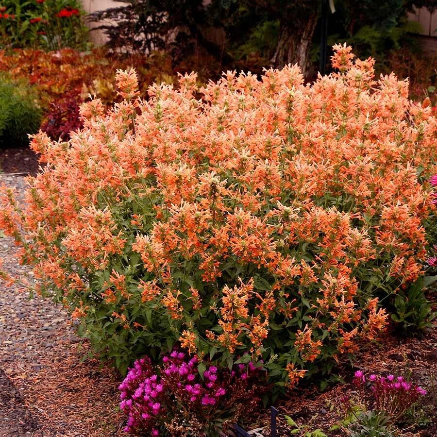 100 Hyssop Seeds Agastache Perennial Flower Seed Flowers US SELLER “Orange”