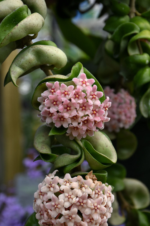 Live Hoya carnosa Compacta Green Plant – 4” Pot – Hindu Rope Plant