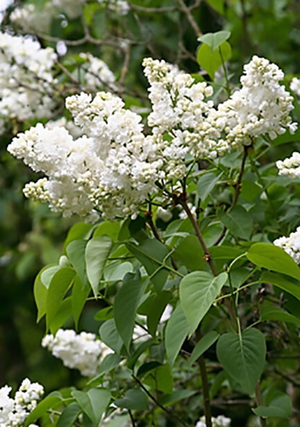 French Lilac, Syringa vulgaris, Shrub Seeds