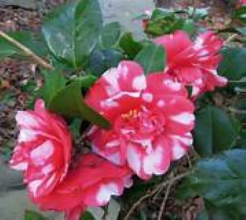 *GOVERNOR MOUTON*Bicolor Bloom**Camellia Japonica-Live Starter Plant -USA SELLER