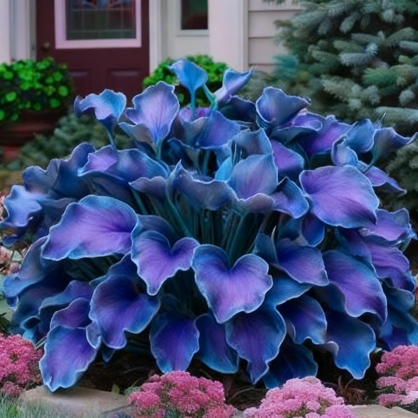 Hosta Seeds for Planting, 310+ Mixed Rare Seeds, Perennial Flower