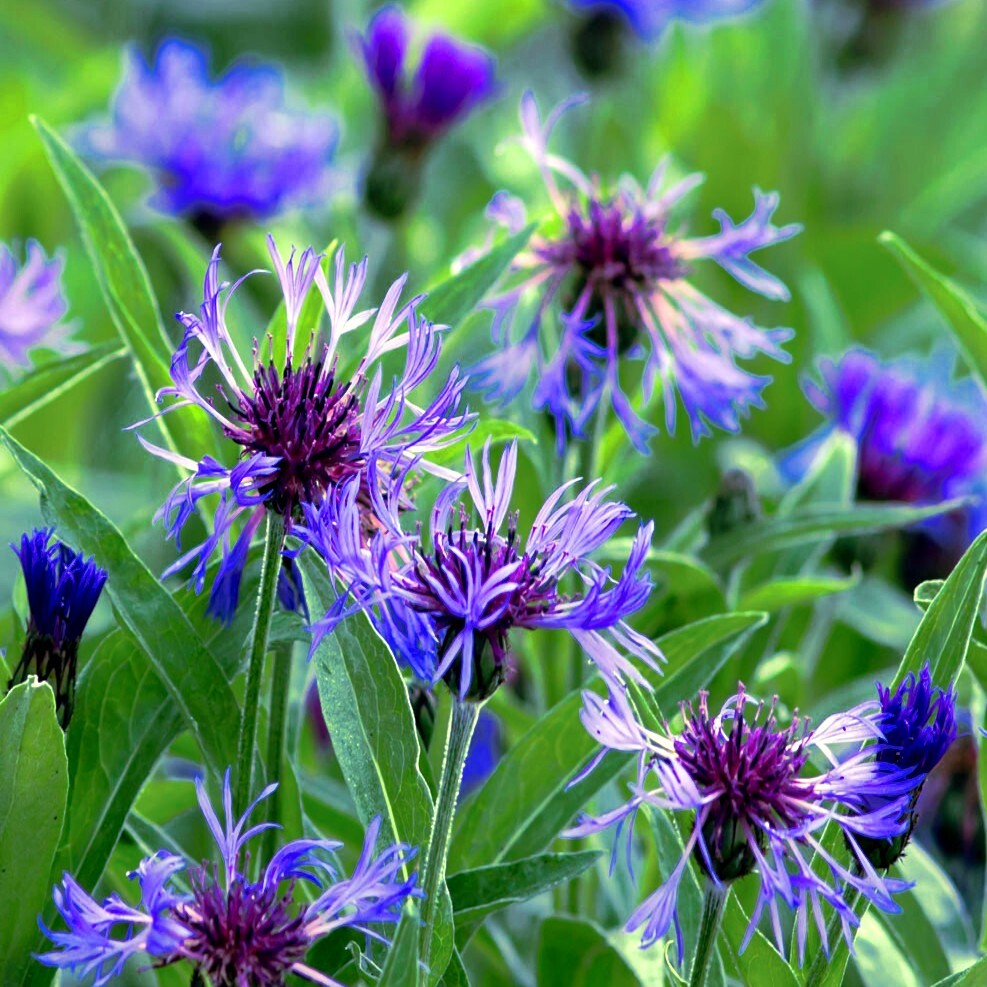 20 MOUNTAIN BLUE CORNFLOWER SEEDS PERENNIAL Centaurea montana Cold Hardy Plant