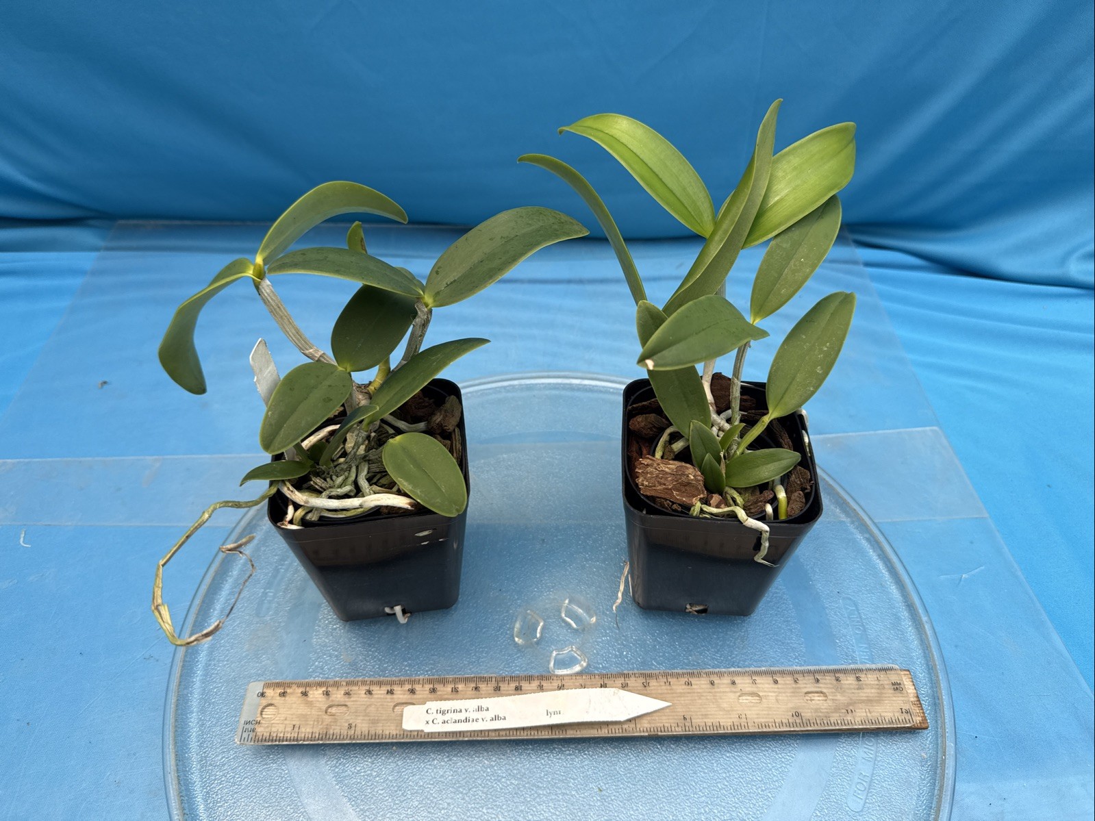 Cattleya Lacey Michelle Matherne (tigrina Alba X aclandiae Alba) Orchid 4” Pot