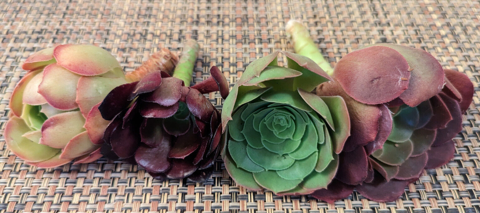 QUARTET (= A SET OF 4 DIFFERENT) AEONIUM CUTTINGS – 2″ (= 5 CM) DIAMETER