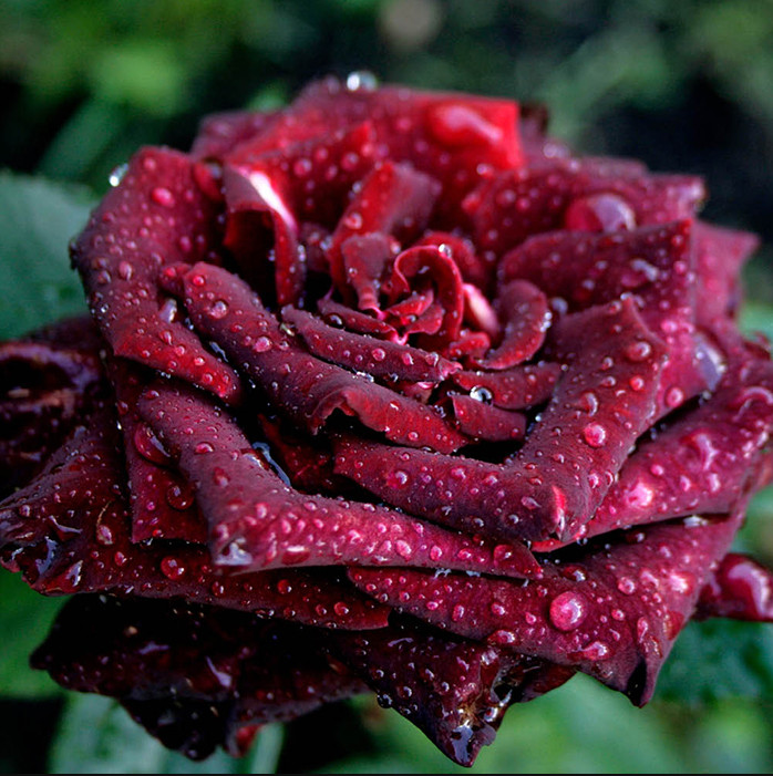 Black Baccara Roses Live Starter Plant Dark Red to Black Blooms 4-6″Tall No Pot