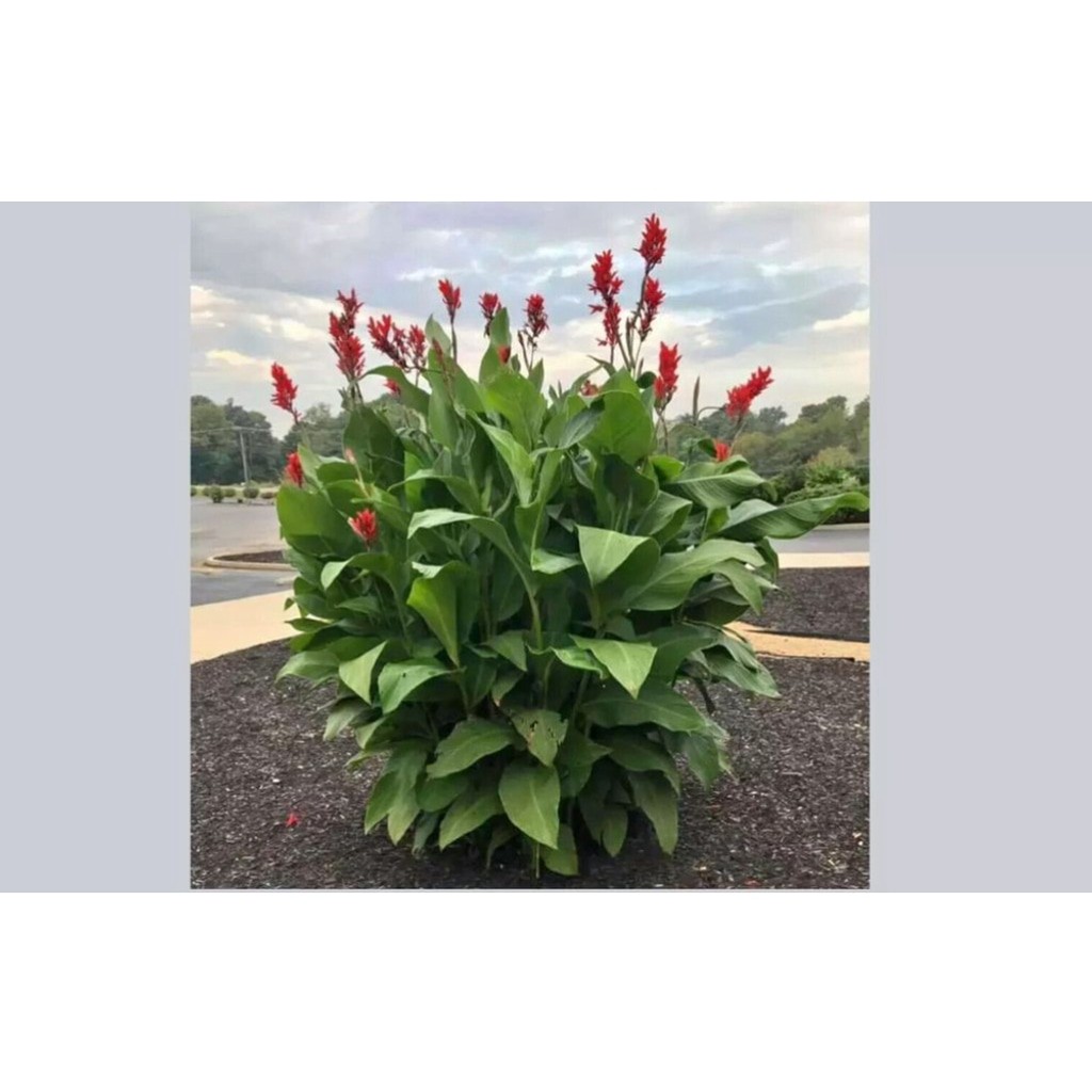 One Red Canna Lily Rhizomes Bulb Hummingbirds Love Them 4-6 feet tall